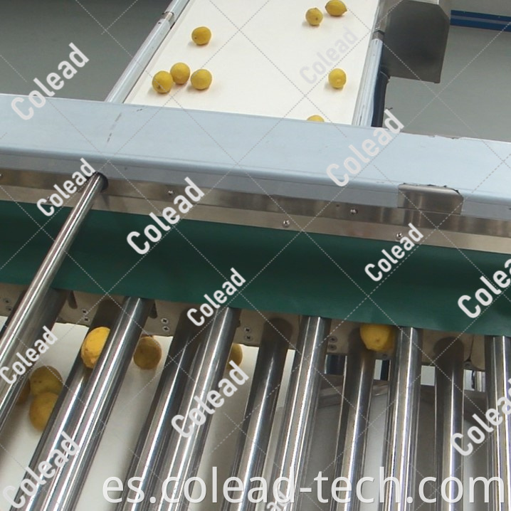 Máquina de calificación de cebolla SUS 304 Hot SUS 304